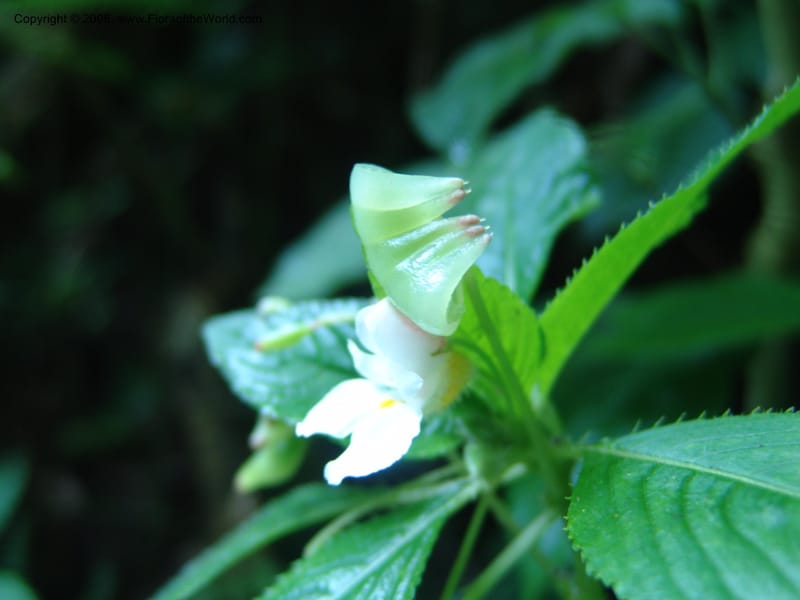 Impatiens burtonii cf--Kenya. Kakamega Forest. Rondo Retreat Ctr. 8 Jul 04. 103.jpg