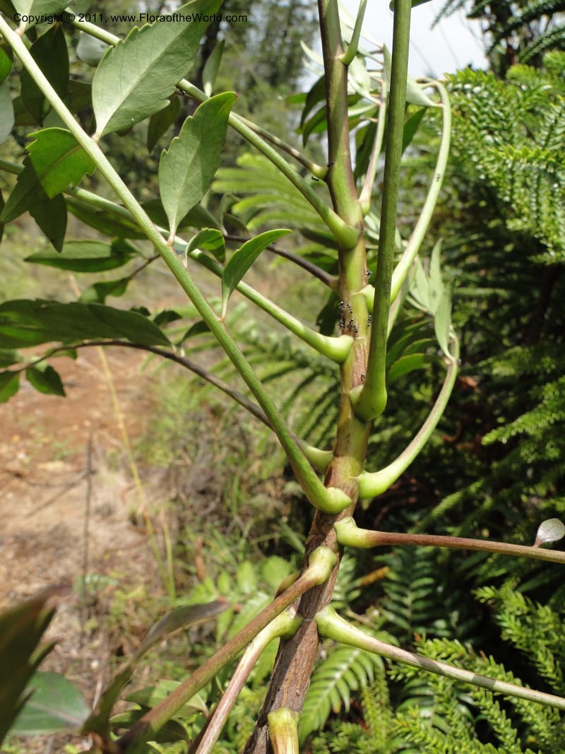 Myodocarpus fraxinifolius, (Lowry, P. P 7180)--New Caledonia. Mont Dore. 20 Jan 2010. 1842 (12).JPG