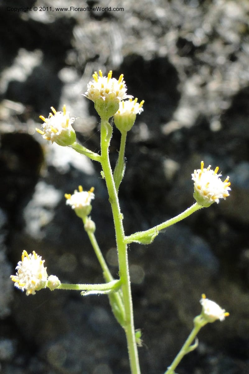 Antennaria racemosa, Davidson, C 11875--Idaho. Idaho Co. Warren Wagon Rd. 8 July 2011. 167 (22).jpg