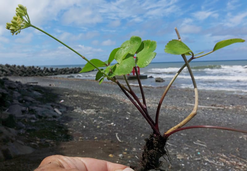 Ligusticum scoticum subsp. hultenii, Boufford 43939--Japan. Hokkaido. Konpira Cape. 5 Aug 2016. DSC01214 (29).JPG