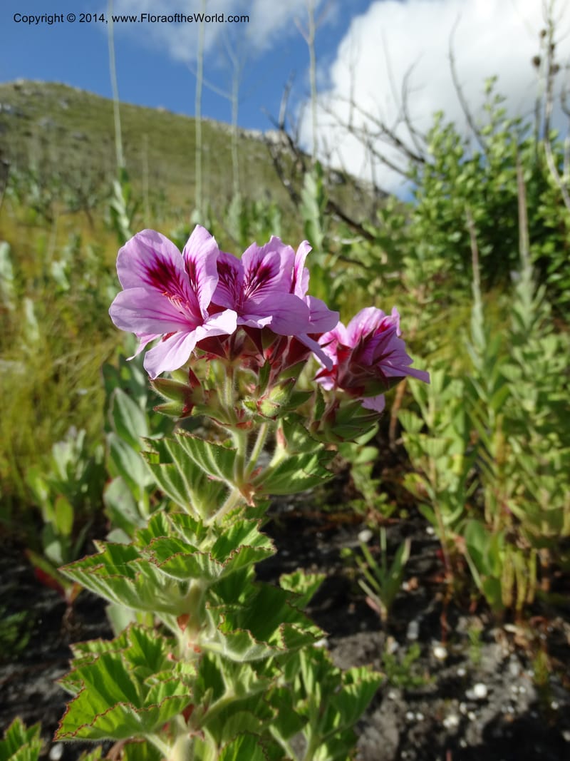 Pelargonium cucullatum, Davidson, C 12327--South Africa. Western Cape. E. side, Fernkloof. 24 Jan 2014. DSC01799 (335).JPG