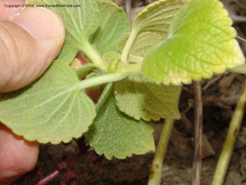 Plectranthus lanuginosus, 74.0330--CA. UC Berkeley Bot. Garden. 8 Dec 06. 060.jpg