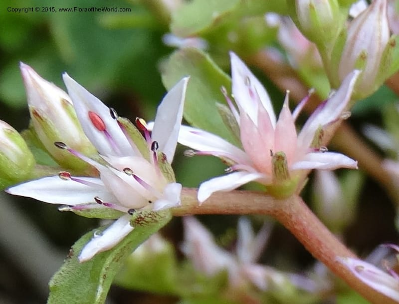 Sedum stoloniferum, Davidson, C 12504--Georgia (Caucasus). Koslitavi, branch of Merisi Gorge. 11 Jun 2014. DSC08456 (433).JPG