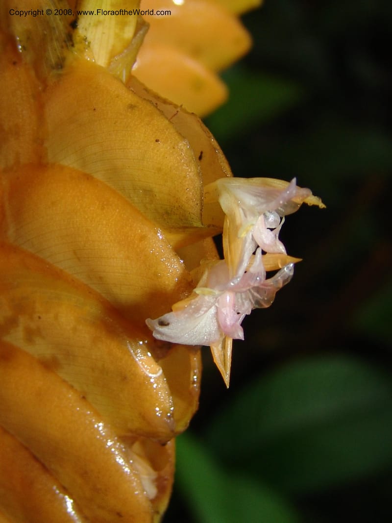 Calathea crotalifera, Croat95227--Ecuador. Prov. Esmeraldas. Rio San Juan. 23 Feb 05. 154.jpg
