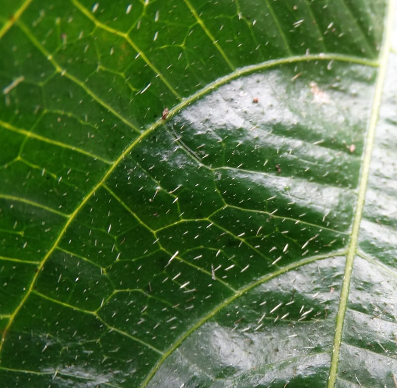 Megistostigma cordata, Davidson, C 12936--Sabah. Ruyu Oil Palm Pl. 29 Mar 2015. DSC01510 (33).JPG