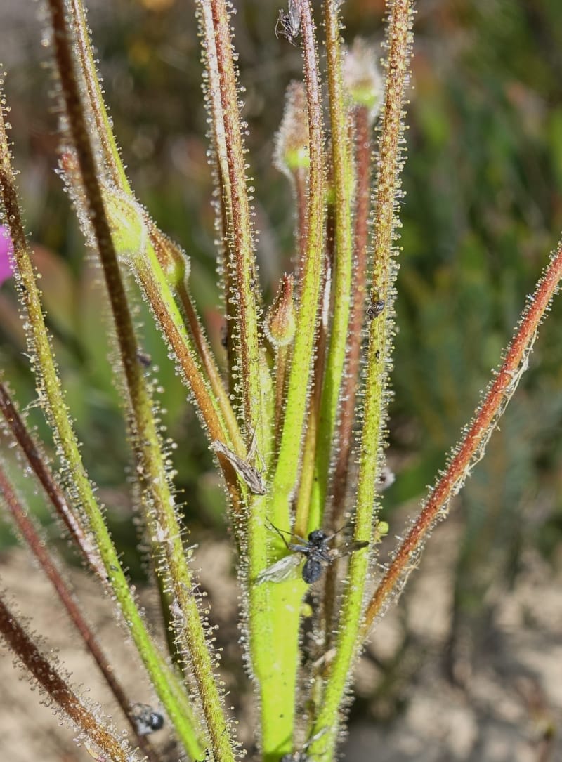 Byblis lamellata, Davidson, C 13426--Australia. W.A. Green Head-Coorow Rd. Stop 2. 24 Oct 2016. DSC04873 (55).JPG