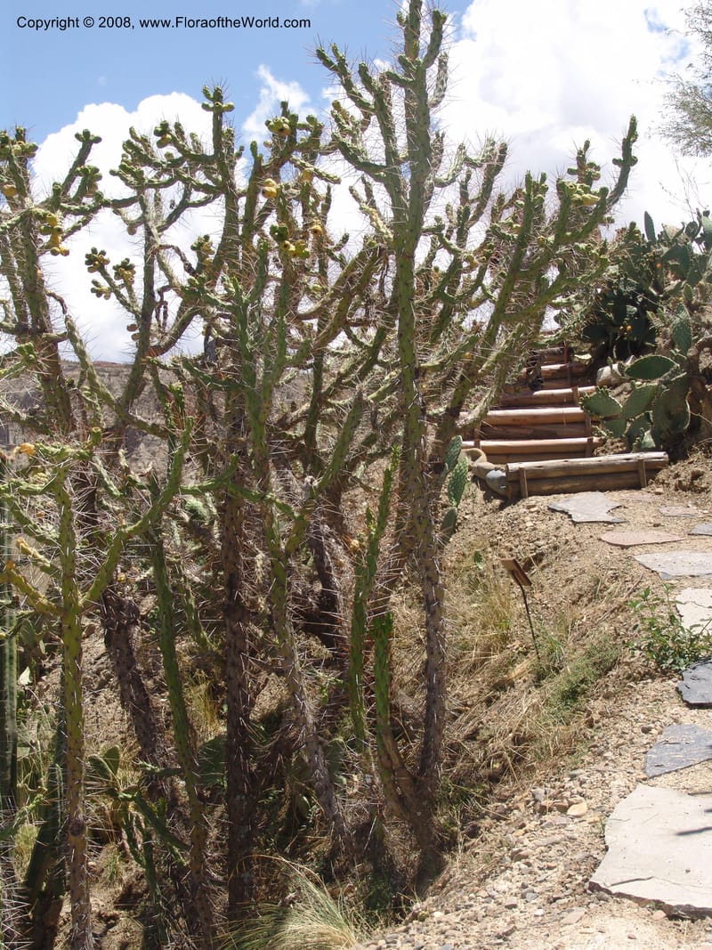 Opuntia subulata--Bolivia. La Paz. Jardin Botanico La Paz. 3 Dec 04. 140.jpg