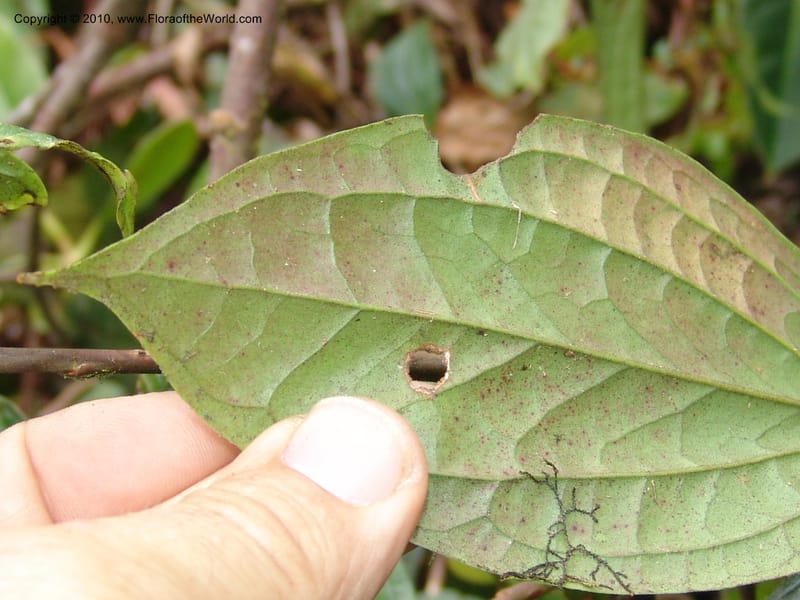 Plutarchia, Croat 96382--Ecuador. Prov. Pichincha. Pacto-Pto. Quito Rd.. 25 Mar 06. 115 (10).jpg