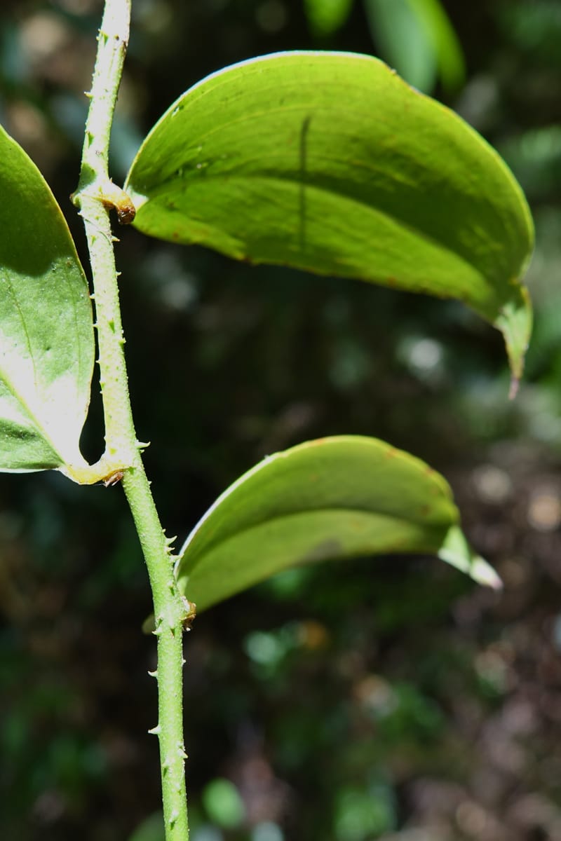 Petermannia cirrosa, Davidsonm C 13363--Australia. Qld. Springbrook N.P. Mt. Cougal Sect. 19 Oct 2016. DSC03346 (6).JPG