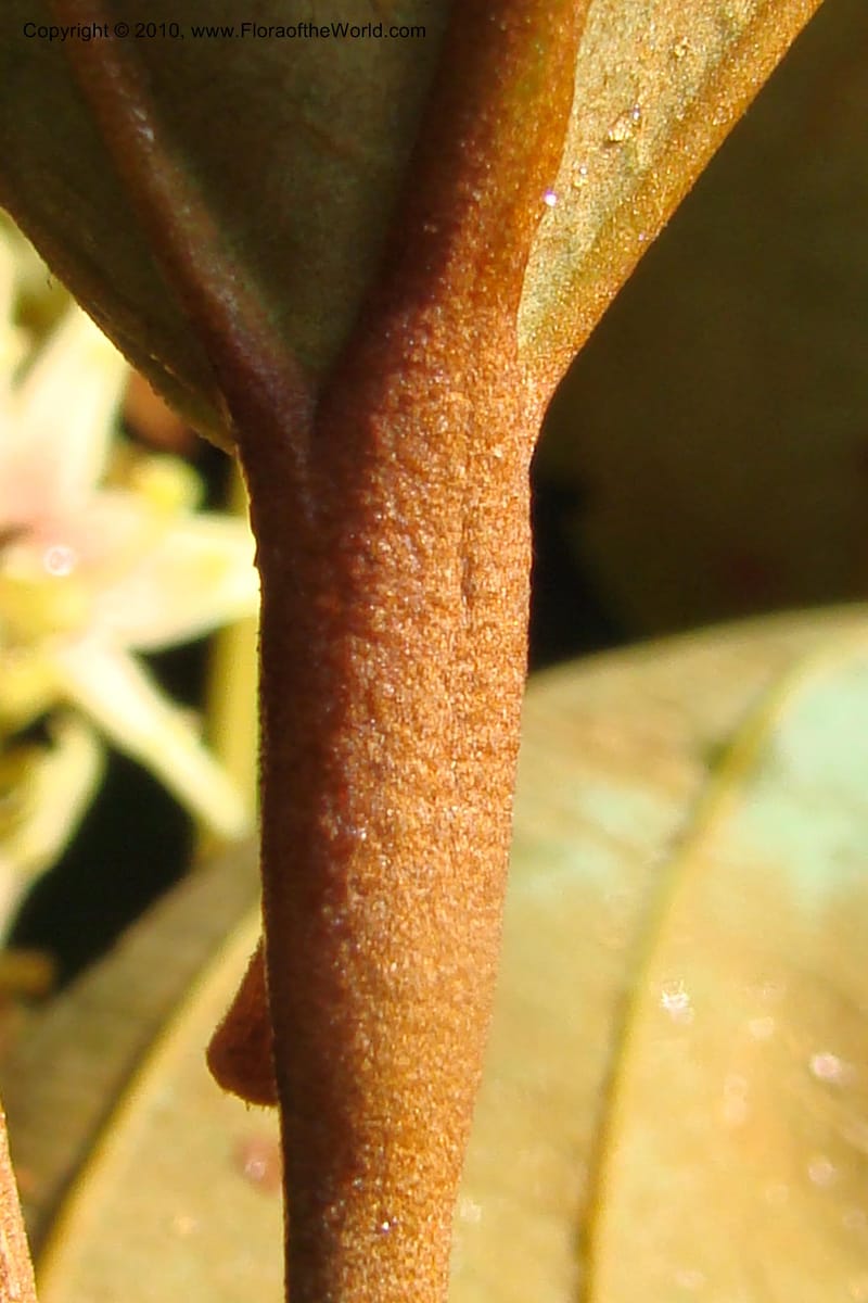 Sterculia villifera, Mori, 27339--French Guiana. Les Nouragues Station. 27 Oct 09. 058.jpg