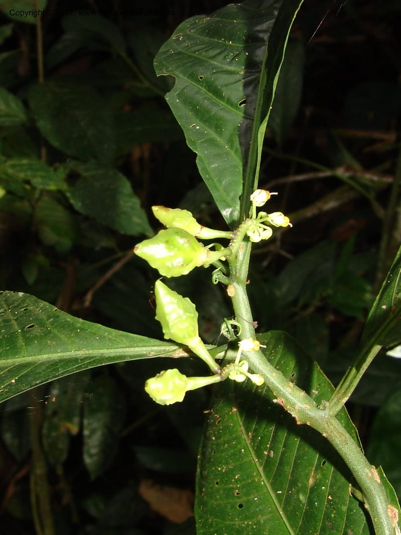 Solanum anceps, R. Vasquez 33006--Peru. Pillcopata. Qbda Pini Pini. 29 Oct 07. 666 (15).jpg