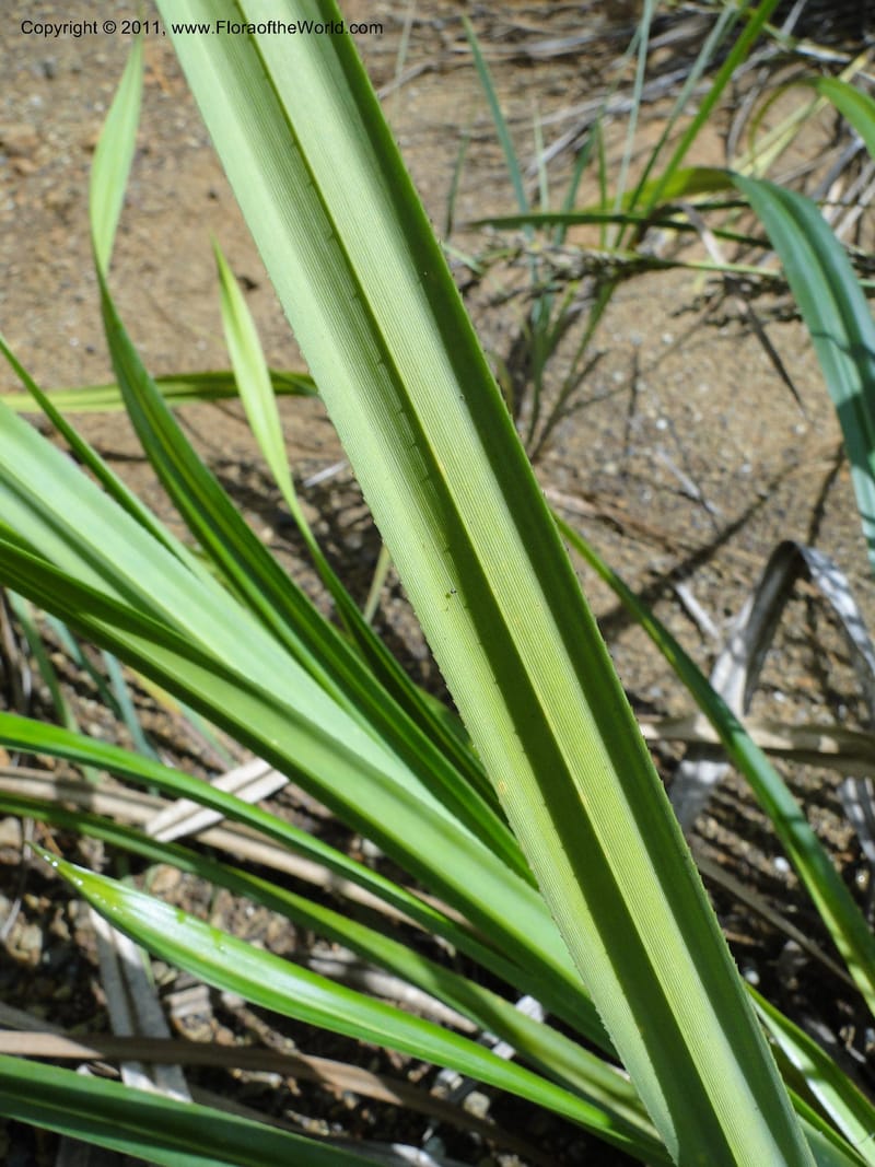 Pandanus decumbens, M. Callmander 827--New Caledonia. Mont Dzumac road. 23 Jan 2010. 1993 (4).JPG