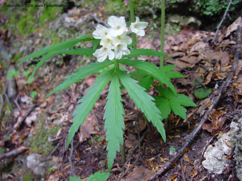 Cardamine heptaphylla--Italy. Abruzzo. Parque Naz. Majella. 8 May 03. 068.jpg