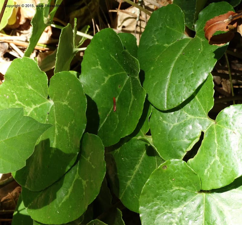 Asarum minus, Davidson, C 13010--Tennessee. Greene Co. Paint Rock, Paint Cr. 15 May 2016 (43).JPG