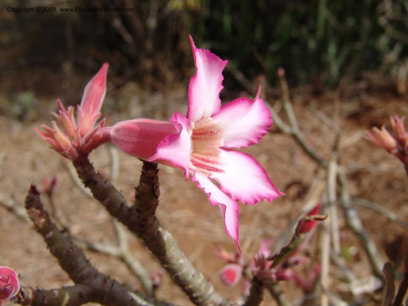 Adenium obesum--Tanzania. Hwy B1, 25 km SE of Kifaru. 28 Jun 04. 283.jpg