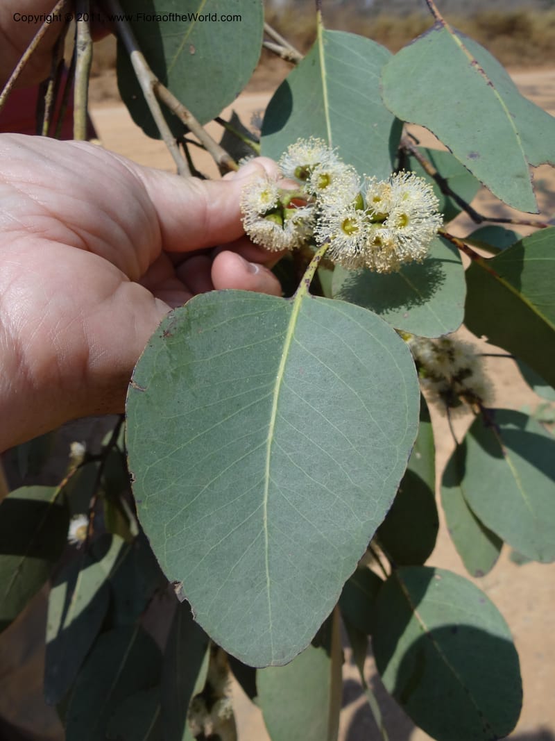 Eucalyptus platyphylla, B. Gray 9065--Australia. Queensland. Bakerville. 22 Sep 2011. (18).JPG