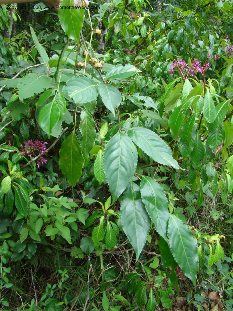 Turpinia occidentalis, NMartinezM2410--MX. Chiapas. Cta. Guapilla-Tapalapa. 13 Sep 08. 195.jpg