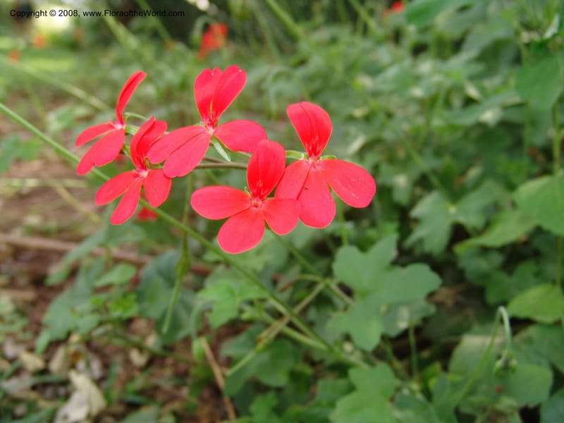 Pelargonium tongaense-- So. Africa. Lowveld Nat. Bot. Gard. 14 Mch 05. 038.jpg