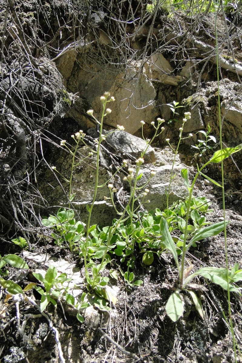 Antennaria racemosa, Davidson, C 11875--Idaho. Idaho Co. Warren Wagon Rd. 8 July 2011. 167 (25).jpg