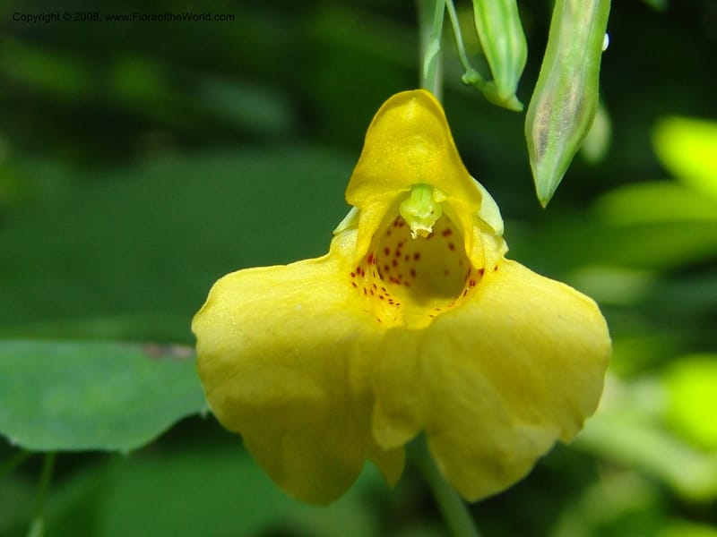 Impatiens noli-tangere--Georgia. Lagodekhi  Forest Reserve. 11 Jun 05. 034.jpg