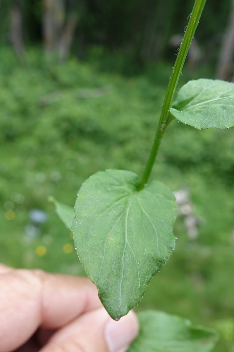 Campanula rhomboidalis, Davidson, C 13268--Switzerland. Valais. 6 km from Gletsch. 2 Jul 2016. DSC08136 (1).JPG