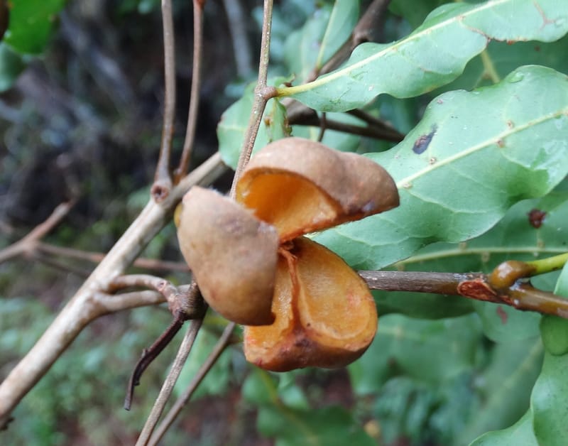 Lepidocupania globosa, Lowry, P 7404--New Caledonia. Creek Hervouet. 19 Nov 2015. DSC03817 (98).JPG