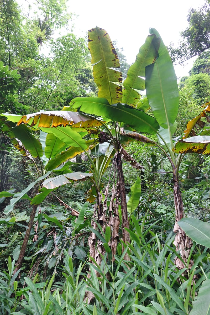 Musa formosana, Chung Kuo-Fang 3351--Taiwan. Wulai Distr. Wulai village. Hsing Hsian Trail. 19 May 2016. DSC03046 (185).JPG
