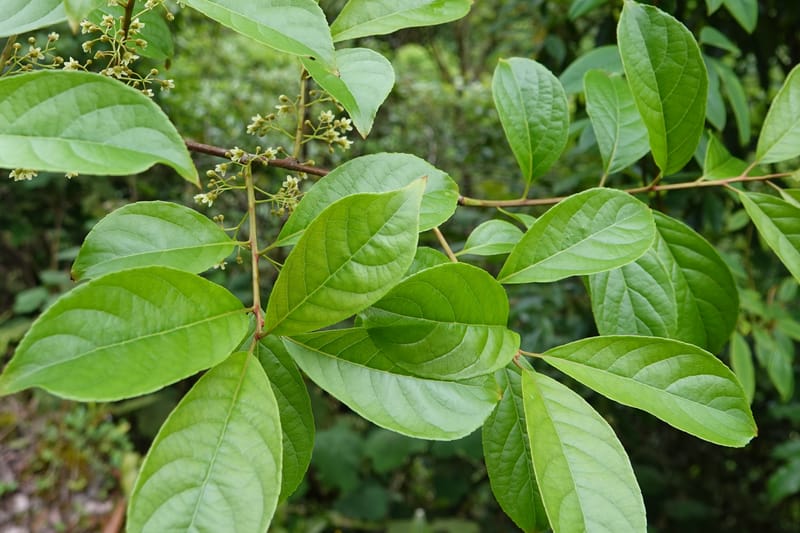 Celastrus stylosus, D. Boufford 44095--China. Yunnan. Ci Wu Duan Rd. Stop 2. 29 Apr 2018. DSC00344 (195).JPG