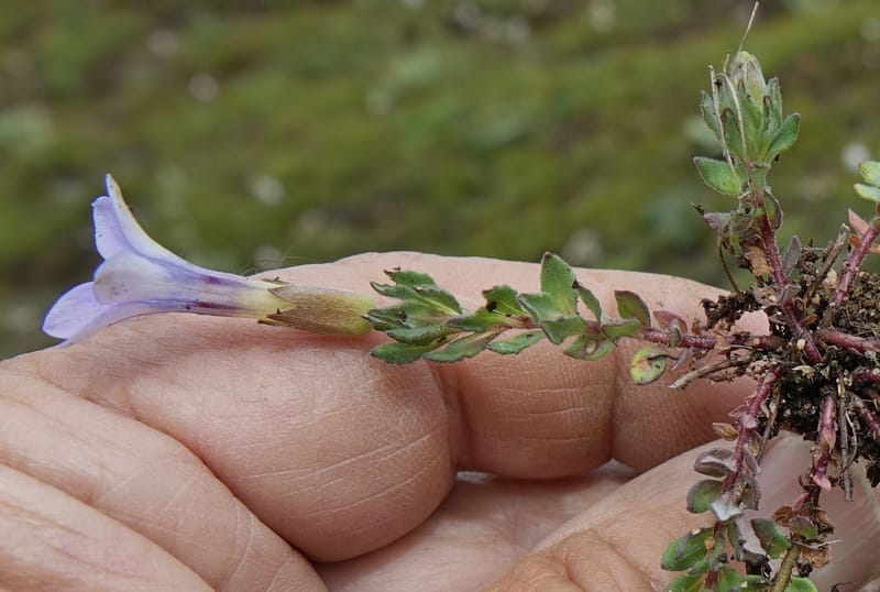 Cyananthus incanus, D. Boufford 44022--China. Sichuan. Daocheng Xian. 14 Aug 2017. DSC05676 (235).JPG