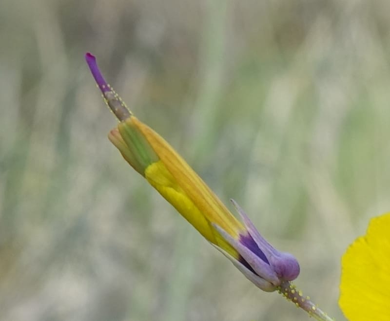 Cleome angustifolia subsp. diandra, L. Nanyeni 1140--Namibia. Avis Dam. 15 Mar 2018. DSC00541 (19).JPG