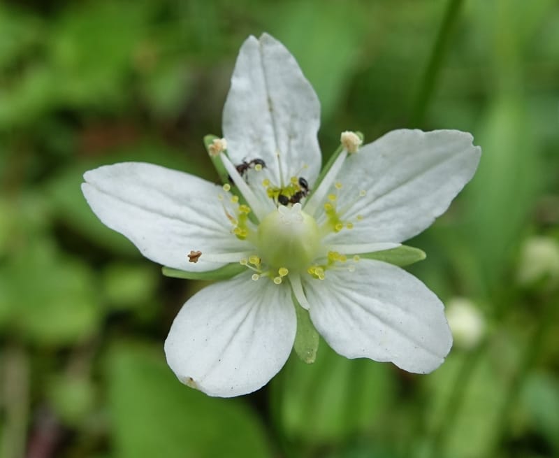 Parnassia palustris, Tseng Yu-Hsin 1316--Taiwan. SW of Nanshan on highway 7. 20 May 2016. DSC03339 (2).JPG