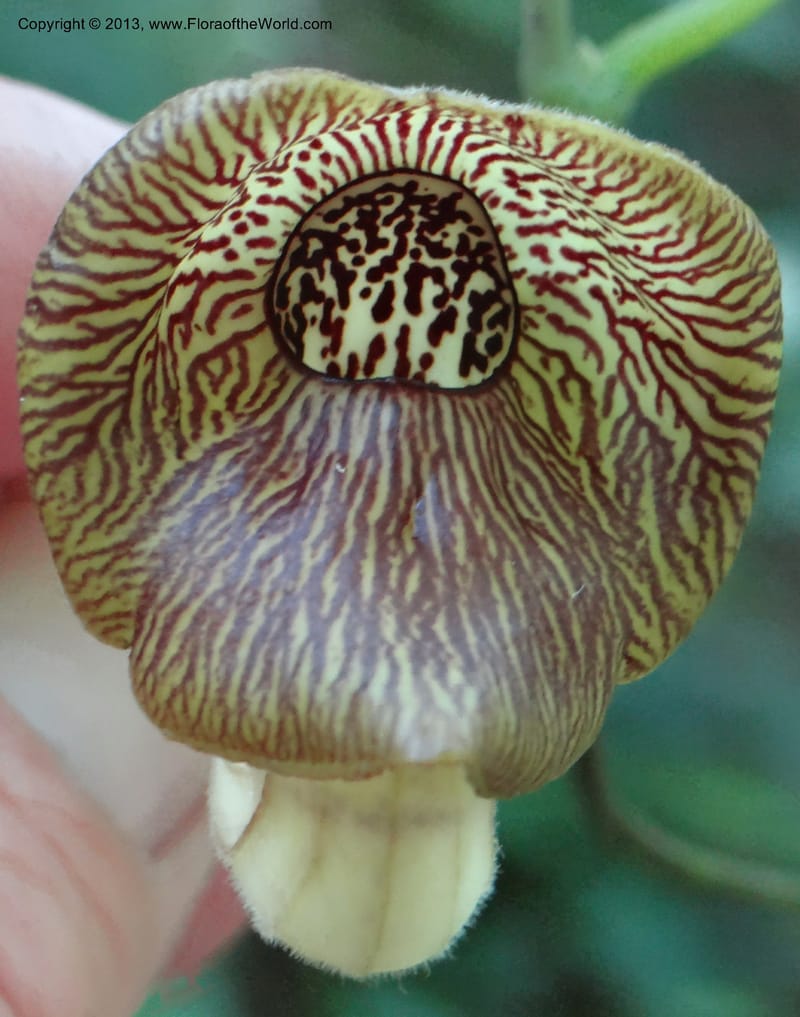 Aristolochia sp. unk, Li Pan 1205292--China, Zhejiang, 29 May 2012 0352 (8).JPG