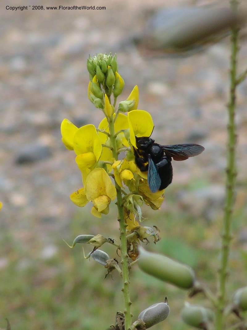 Crotalaria micans, Xylocopa, AAraujoM3097--Bolivia. Pq. Nal. Madidi. Rio Yariapo. 25 Sep 06. 052.jpg