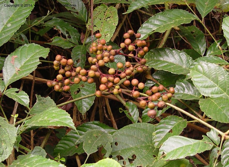 Leea guineensis--Cameroon. Mt. Cameroon. 6 Dec 03. 088a (8).jpg