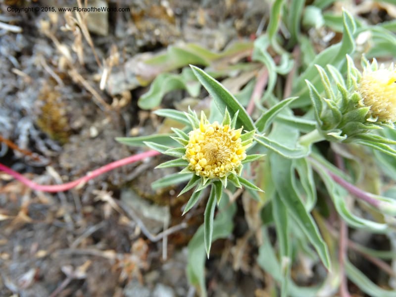 Pyrrocoma, Davidson, C 12630--ID. Idaho Co. Seven Devils Campground. 11 Aug 2014. DSC00412 (11).JPG