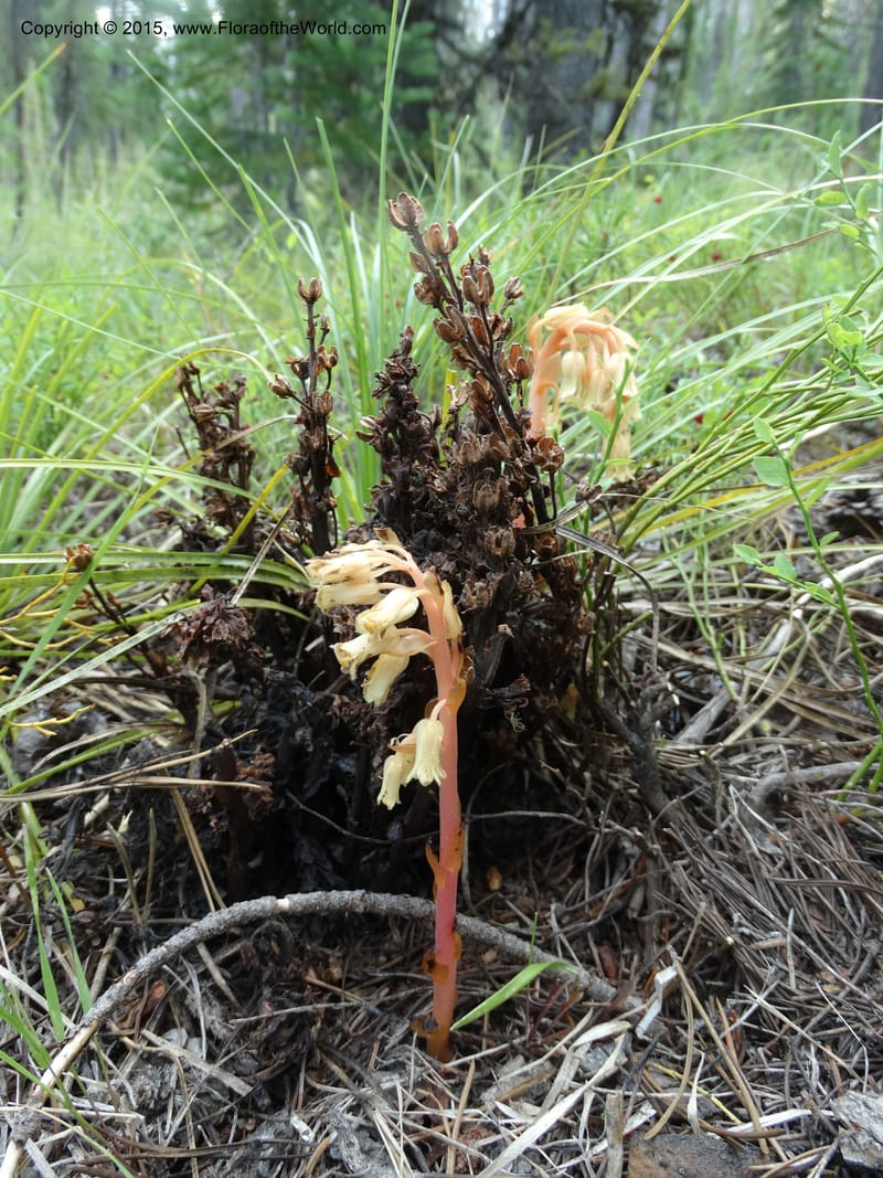 Monotropa hypopitys, Davidson, C 12626--ID. Idaho Co. S of Steamboat Summit. 5 Aug 2014. DSC00156 (213).JPG