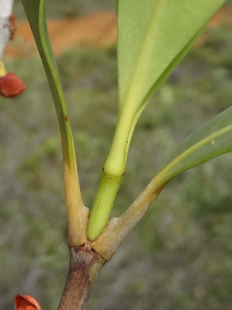 Garcinia, Munzinger, J 7454--New Caledonia. Tiebaghi. 17 Nov 2015. DSC03437 (106).JPG