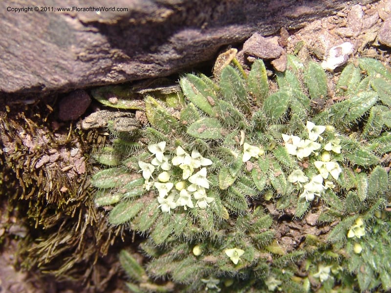 Valeriana, R. Vasquez 33191--Peru. Cusco. Calca. Abra de Chayna Puerto. 3 Nov 07. 184 (14).jpg