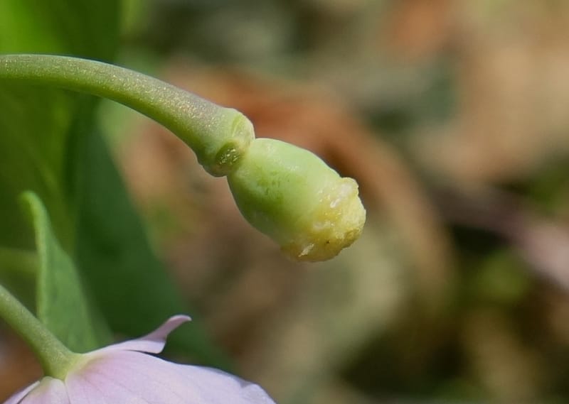 Ranzania japonica--Japan. Myoko Kenmin-no-mori. Hiuchiyama Trial. 27 May 2016.  (170).JPG