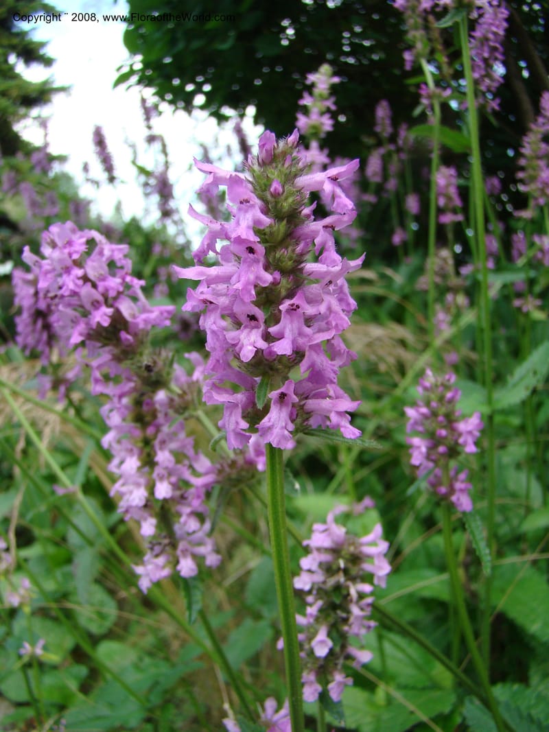 Stachys officinalis--Slovenia. Ljubljana. University Botanical Garden. 7 Jul 08. 041.jpg