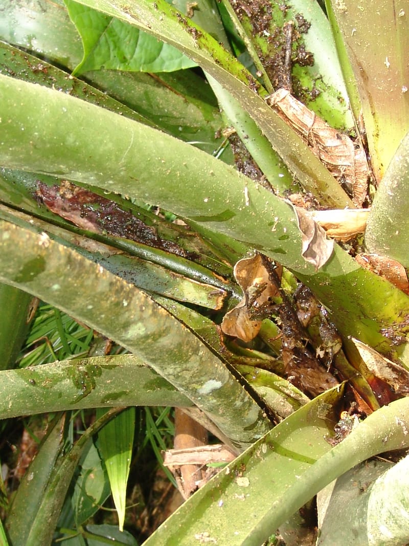 Guzmania claviformis, Neill 15929--Ecuador. Prv. Zam. Ch. C del Condor. Wawaime plot. 22 Sep 07. 344 (7).jpg