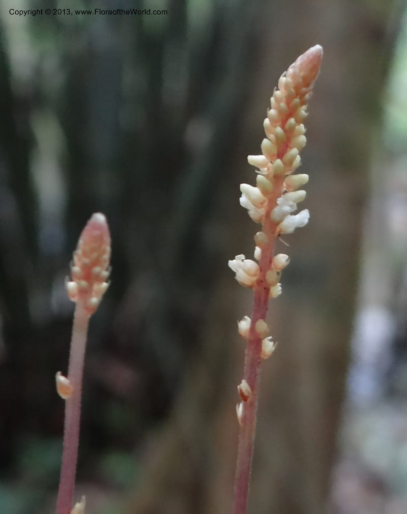 Epirhixanthes elongata, VC 5604--Thailand. Ranong . Klong Naka Wildlife Sanct. 14 Nov 2012. (312).JPG