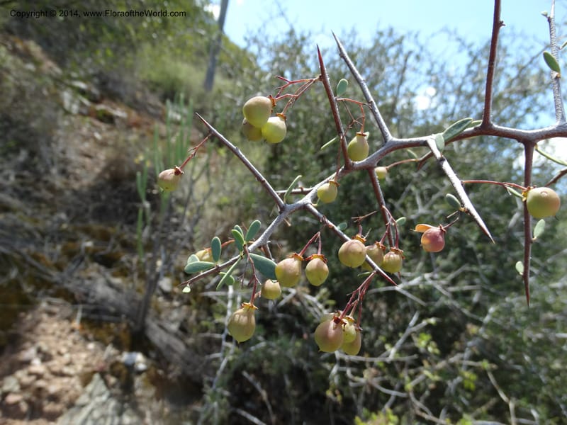 Putterlickia pyracantha, Davidson, C 12273--South Africa. Western Cape. S of Oudtschoorn. 20 Jan 2014. DSC00850 (15).JPG