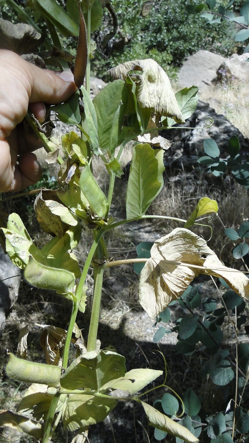 Vicia narbonensis, A. G. Miller 136.5--Iraq. Kurdistan. Shakh-i Pira Magrun. Zewiya. 12 June 2010. 018 (6).jpg