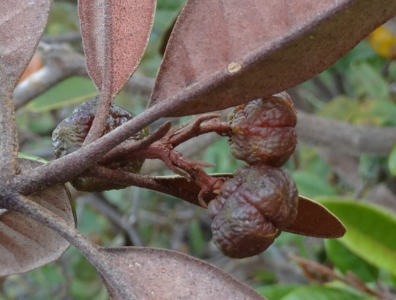 Myrtopsis, Lowry, P 7378--New Caledonia. Mont Dzumac. 12 Nov 2015. DSC01563 (612).JPG