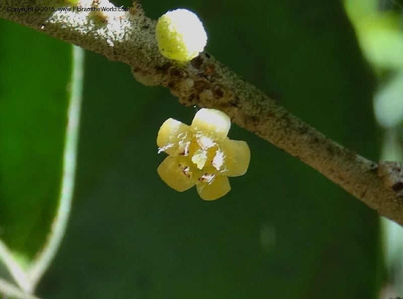 Octoknema, Davidson, C 12386--Cameroon. Bakengili Trail, Mt. Cameroon. 24 Mar 2014. DSC03587 (209).JPG