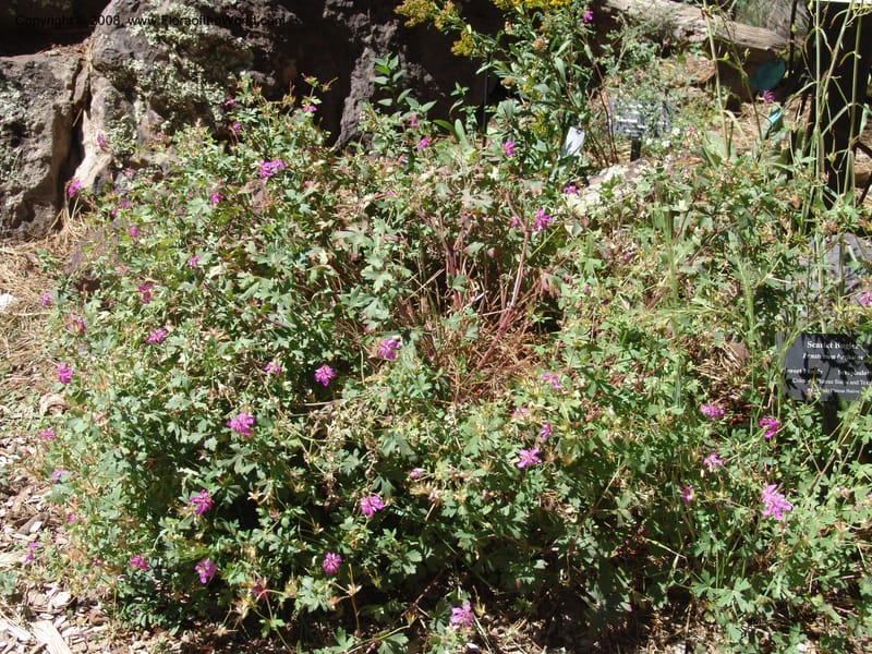 Geranium caespitosum--AZ. Arboretum at Flagstaff. 3 Sep 04.  039.jpg