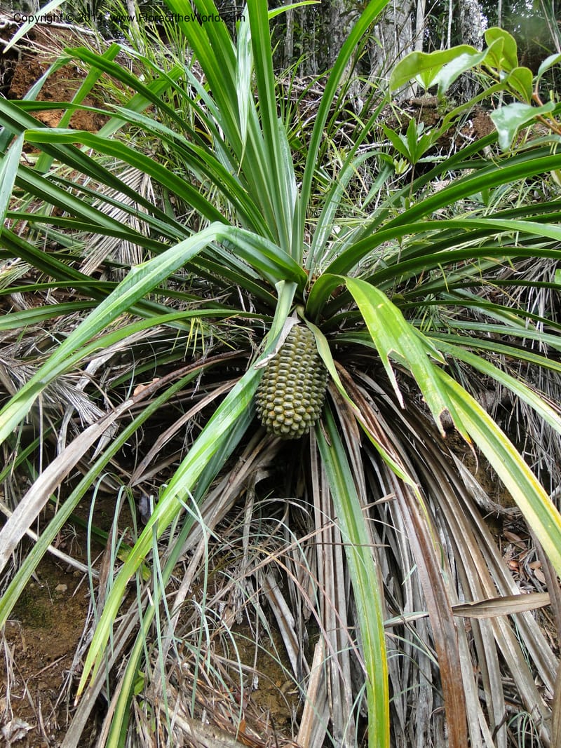 Pandanus pancheri,  M. Callmander 980--New Caledonia. Nodela Reserve. 19 Feb 2011. 001.jpg