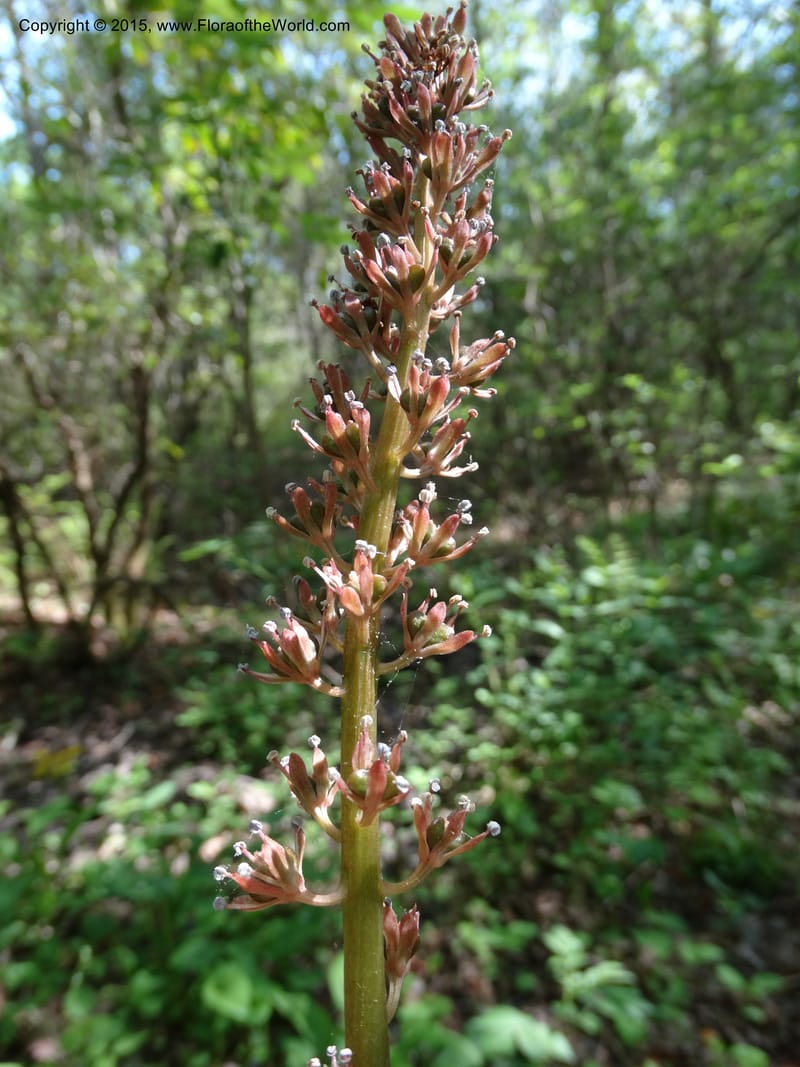 Helonias bullata, Not collected--North Carolina. Trans. Co. W Cradle of For. 11 May 2015. DSC03837 (89).JPG