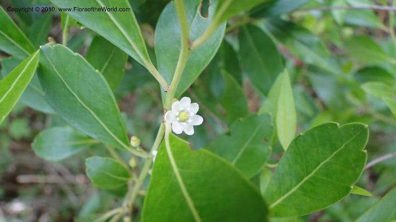 Ilex glabra, Mori 27397--North Carolina. Johnson Co. Hwy 50. SE of Benson. 21 May 2010. 091 (77).jpg